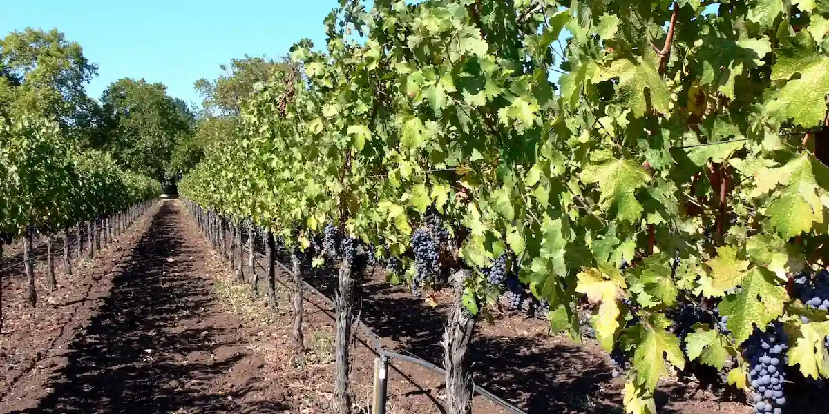 Vineyard row with grape clusters under a clear sky