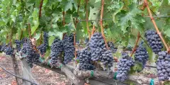 Ripe wine grapes hanging on the vine