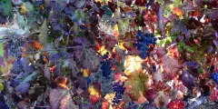 Wine grapes among autumn-colored vine leaves